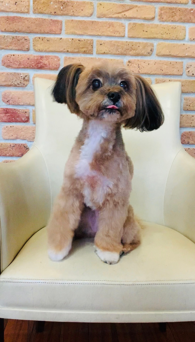 Mixのひなちゃま 高橋犬猫病院